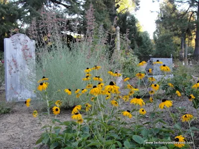 yellow flowers amid the graves at Pine Grove Cemetery in Nevada City, California
