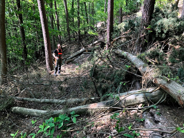 Downhill Trier, MTB Verein Trier, velogerwen