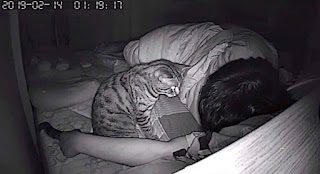 Cámara oculta nocturna revela lo que hace este gato de noche con su dueño