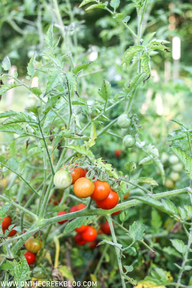 Tomatoes in the garden | On The Creek Blog
