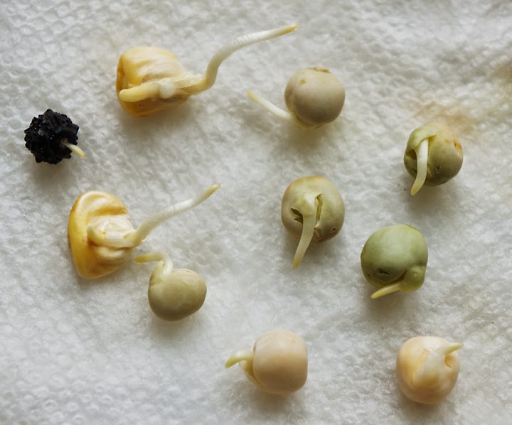 Starting Plants from Seed the Quick and Easy Way