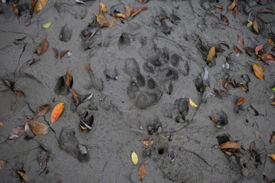 Amazing Harbaria Sundarban Eco-Tourism Center tour tips 2021 10 Sundarban Tigers footprint image