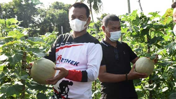 Walikota Pariaman Panen Melon KWT Suka Tani Padang Birik-Birik