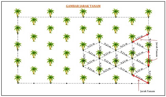 Rumus Jarak Tanam Kelapa Sawit Belajar Lif Co Id