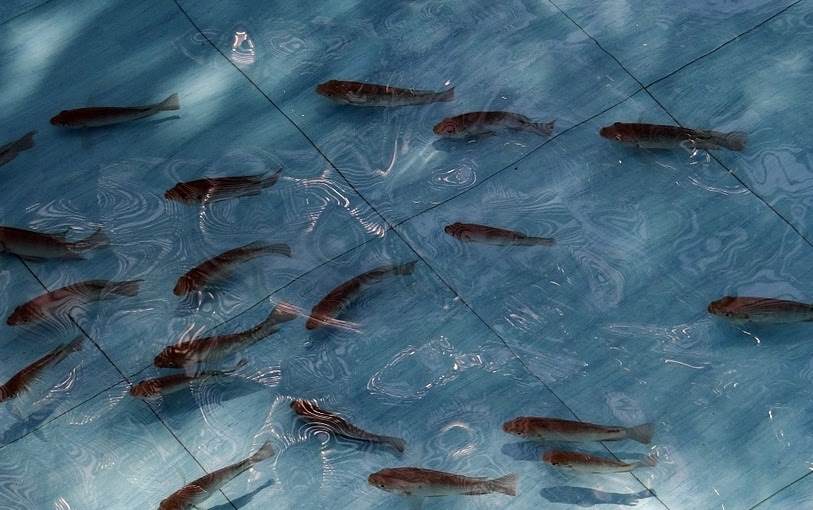 Paduan Lengkap Cara Pembesaran Ikan Nila Muat Artikel