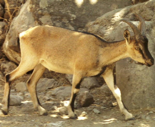 kri-kri goat, kri-kri goats, kri kri goat, kri kri goats, about kri kri goat, kri kri goat behavior, feral kri kri goats, kri kri goat color, kri kri goat characteristics, kri kri goat coat color, kri kri goat facts, kri kri goat history, kri kri goat images, kri kri goat info, kri kri goat information, kri kri goat meat, kri kri goat origin, kri kri goat pictures, kri kri goat photos, kri kri goat rarity, kri kri goat size, kri kri goat temperament, kri kri goat variety, kri kri goat weight, Agrimi, Bezoar goat, Cretan goat or Cretan Ibex