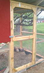 coop chicken ever simple nest youngin handle keep ain easy chickens