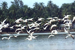 General Knowledge: How do Migratory Birds Find Their Way?