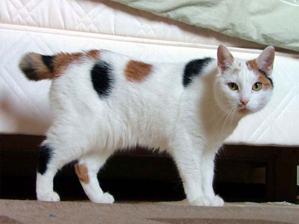 Japanese Bobtail Active and Intelligent Domestic Cat Breeds