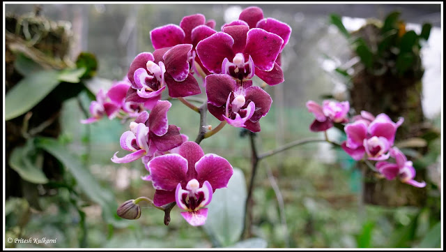 Orchid Park, Kaziranga
