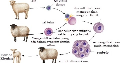 Pengertian Teknologi Reproduksi Dan Bioteknologi Perpustakaan Umum