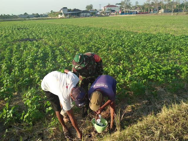 Gerakan pengendalian hama tikus di plosowangi bersama Babinsa dan PPL Cawas
