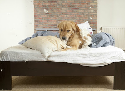 9 Signs To Tell If Your Dog Is Depressed or Unwell dog depression solution