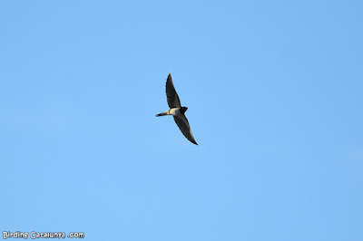 Oreneta vulgar (Hirundo rustica)