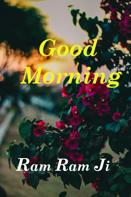 Top 10 Good Morning Ram Ram Ji Flower Images, Pictures, Photos