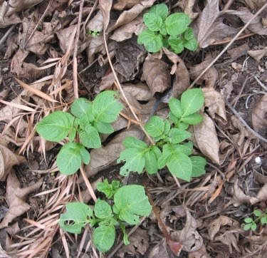 potato plants