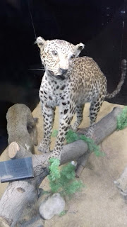 Giza Zooloji Müzesi, Mısır'daki Sina Yarımadası'ndan doldurulmuş leopar