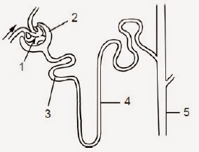 BIOLOGI GONZAGA: MATURE PREDIKSI SOAL UJIAN NASIONAL BIOLOGI 2015