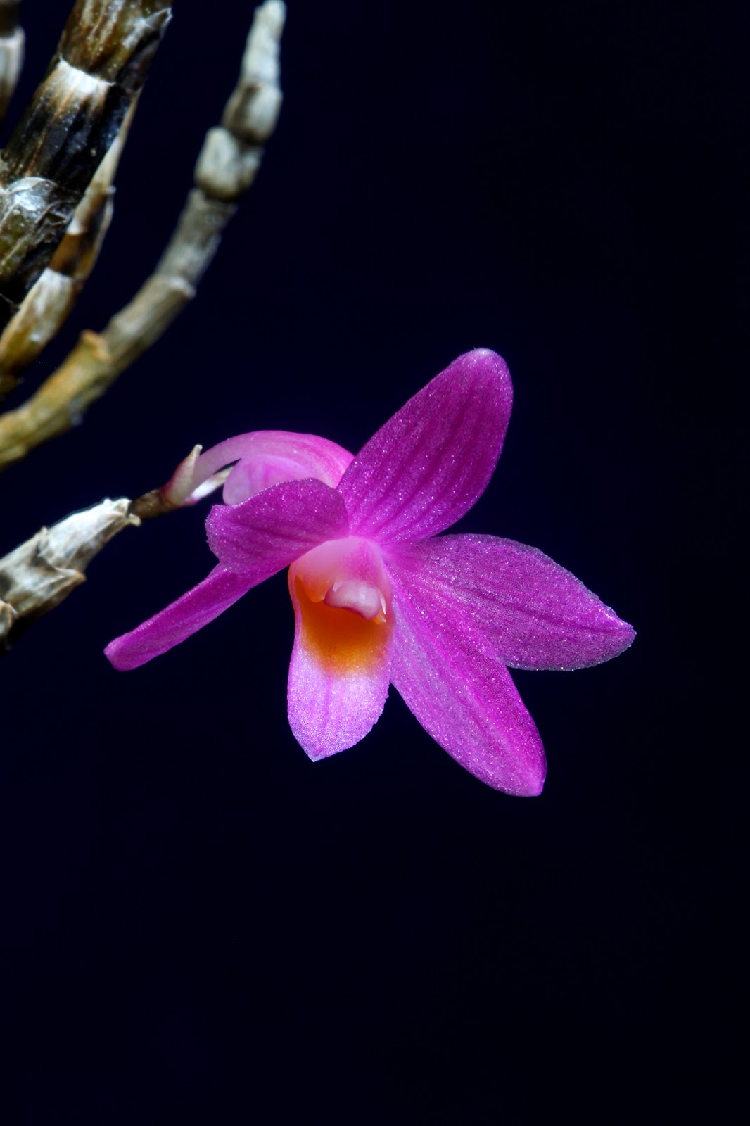 Dendrobium orchid - a plant only for professional florists 34 Dendrobium orchid - a plant only for professional florists 73