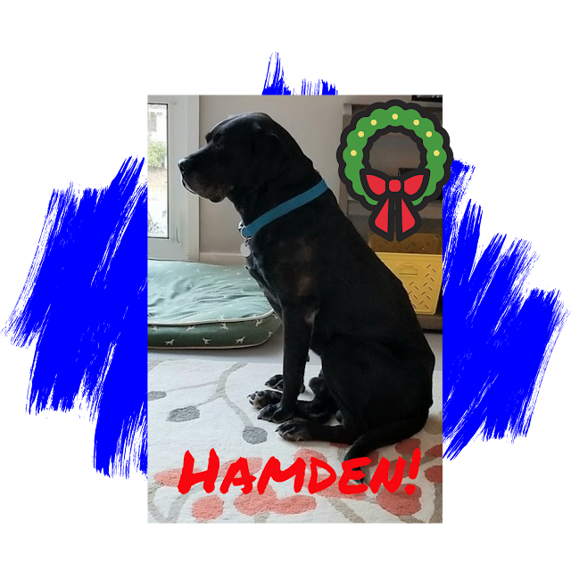 Black Labrador Dog Adoption