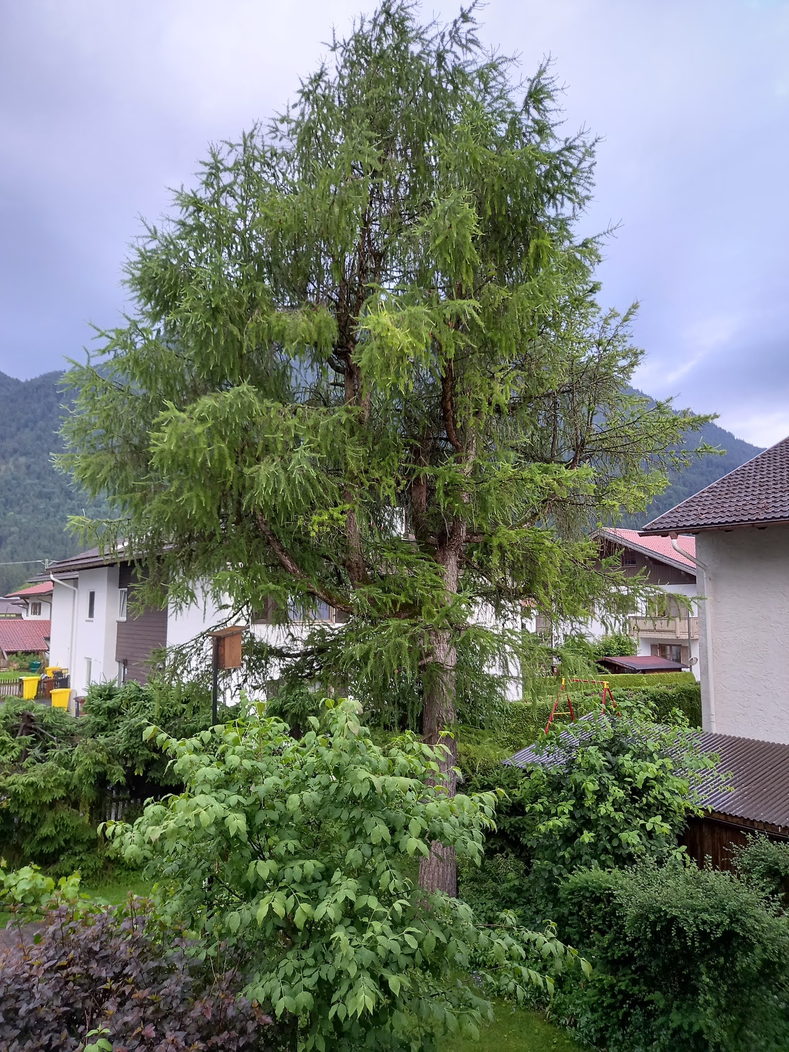 Junischnee 12tel Blick im Juni und meine Jahresprojekte