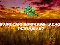 Bingung Budidaya Kura-Kura Brazil ? Begini Caranya Bingung Budidaya Kura-Kura Brazil ? Begini Caranya