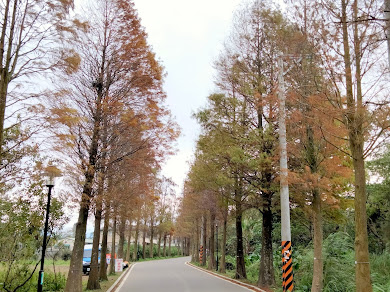 大溪景點-落羽松大道-錯過了陽光普照的燦爛金黃