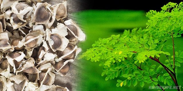 Moringa Ağacı Nedir? Nasıl Yetiştirilir? KAHVEKAFE Kahve