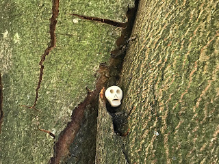A photo of Skulferatu #45 in the cracked, green bark of a tree by the Drying Green on Glasgow Green.  Photo by Kevin Nosferatu for The Skulferatu Project.