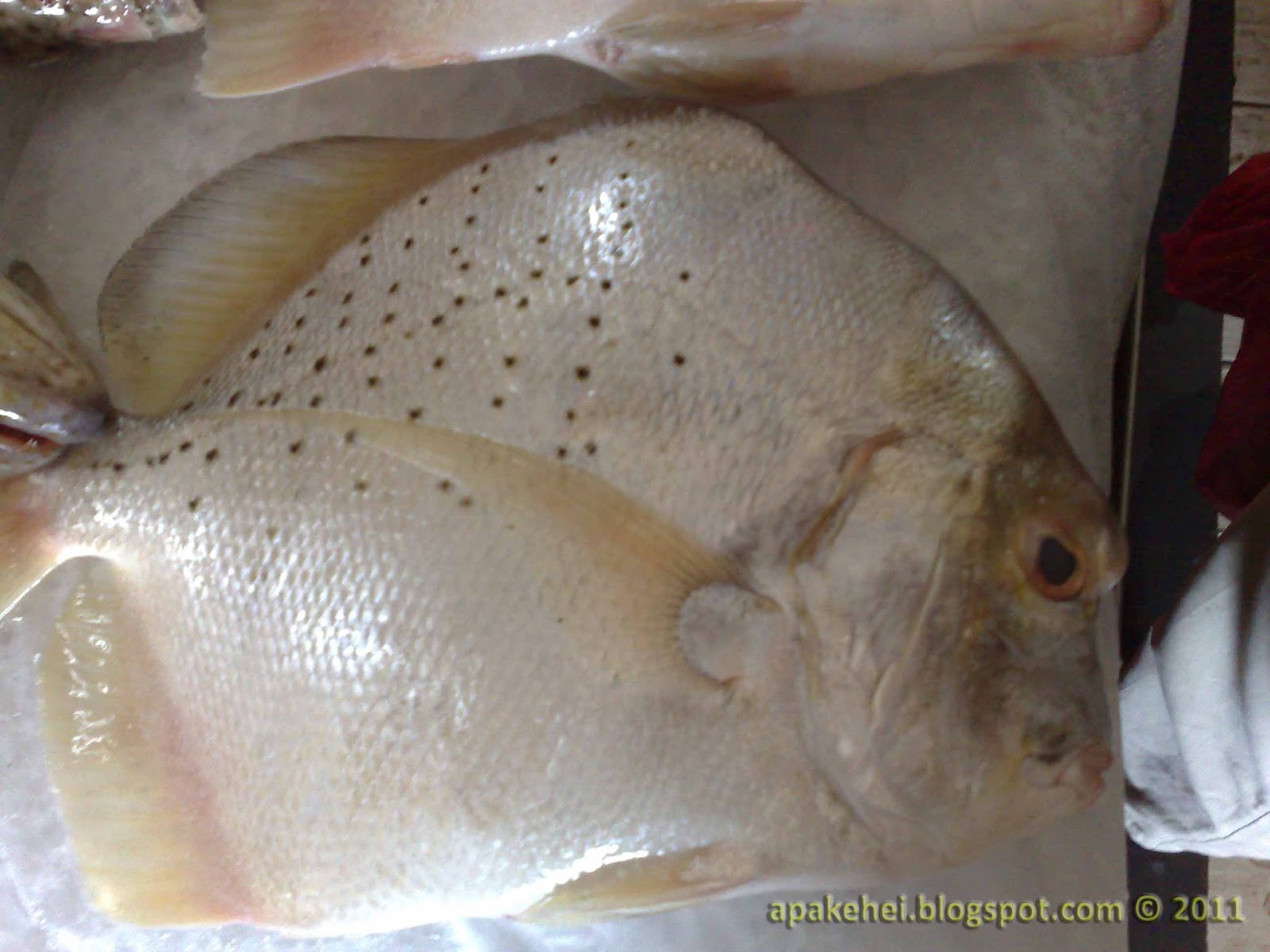 Ikan kerapu (besar), Ikan Telinga Gajah dan Udang Lipan Once Blogger is