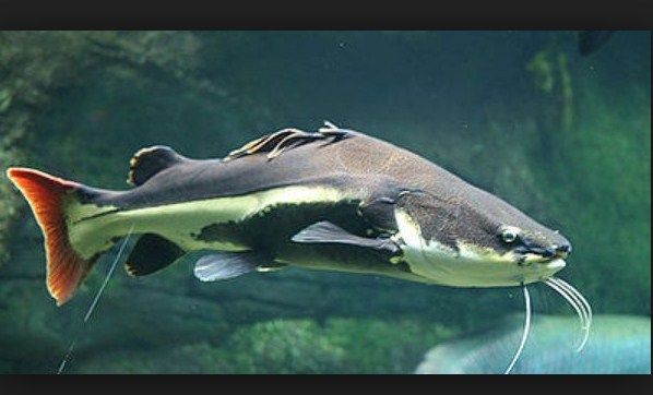 Jenis Ikan Predator Air Tawar Yang Mudah Dipelihara Infoikan Com