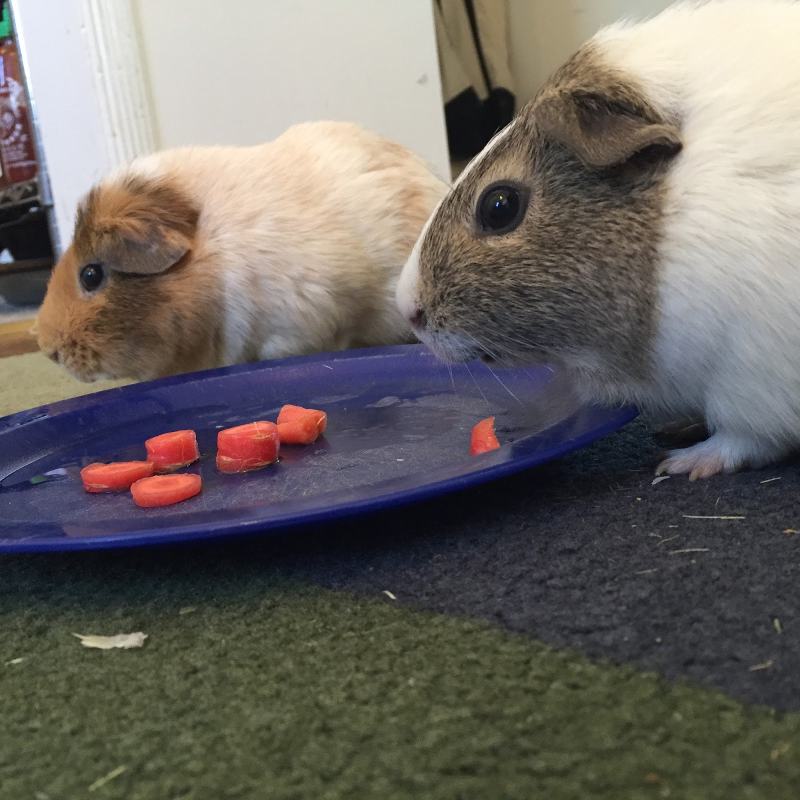 Cavy Savvy A Guinea Pig Blog Can guinea pigs eat red carrots?