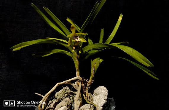 Vanda alpina (Lindl.) Lindl.