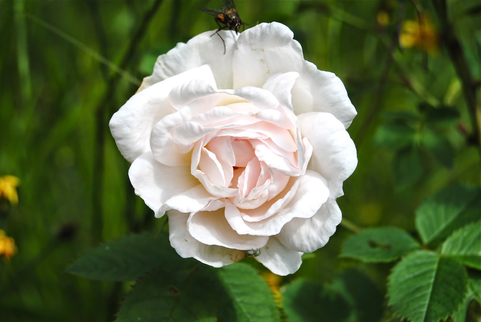 Rosa alba