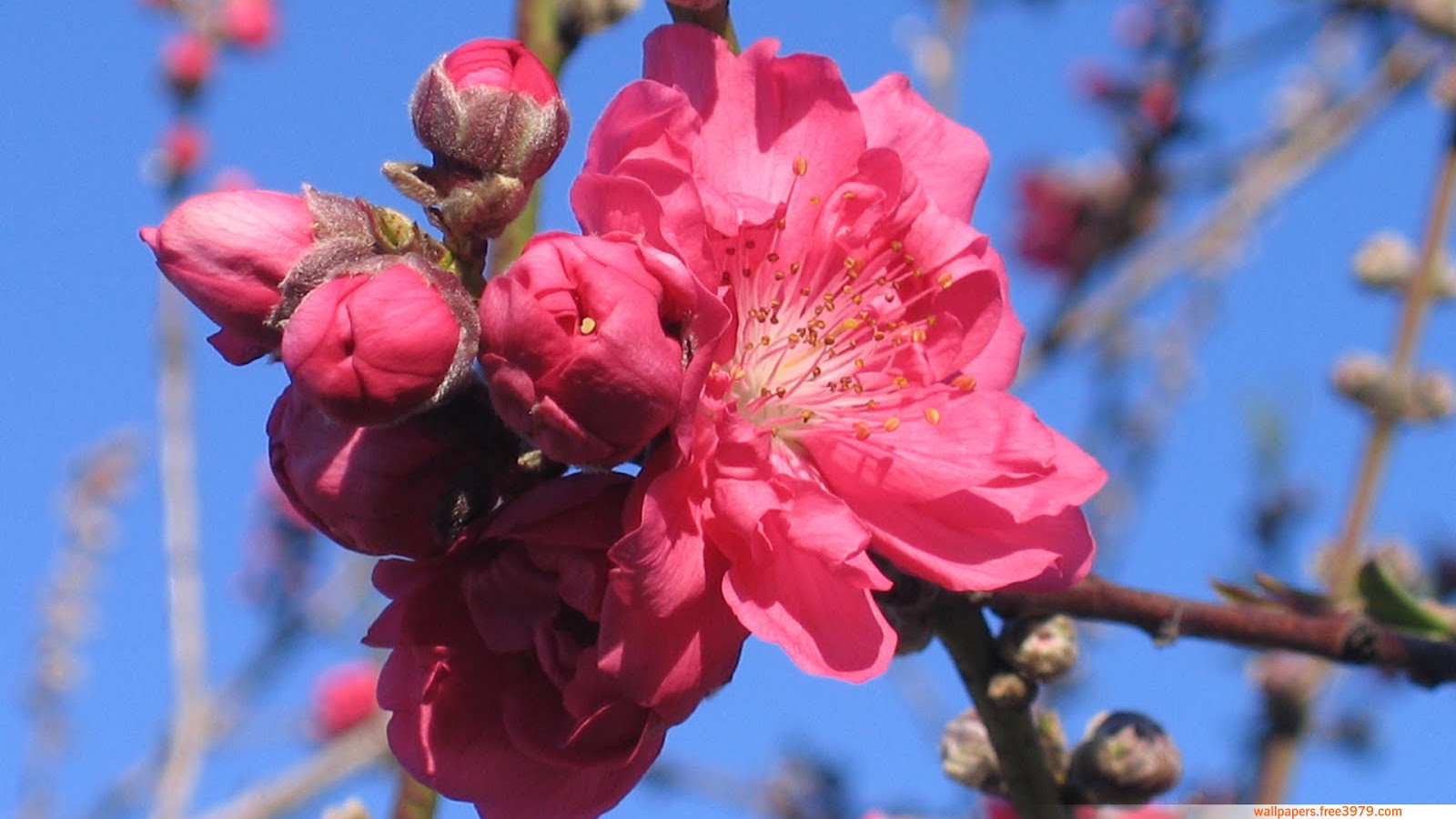 Wallpapers-Wallpaper: 20+ Asian Cherry Blossom Flower