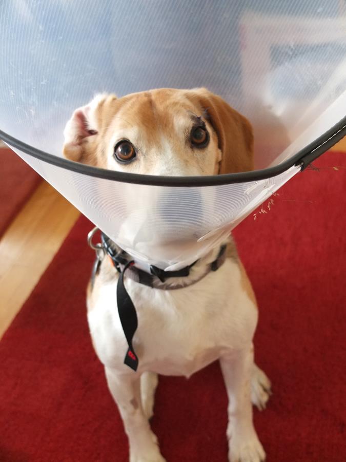 Ein Beagle Auf Wanderschaft 2016