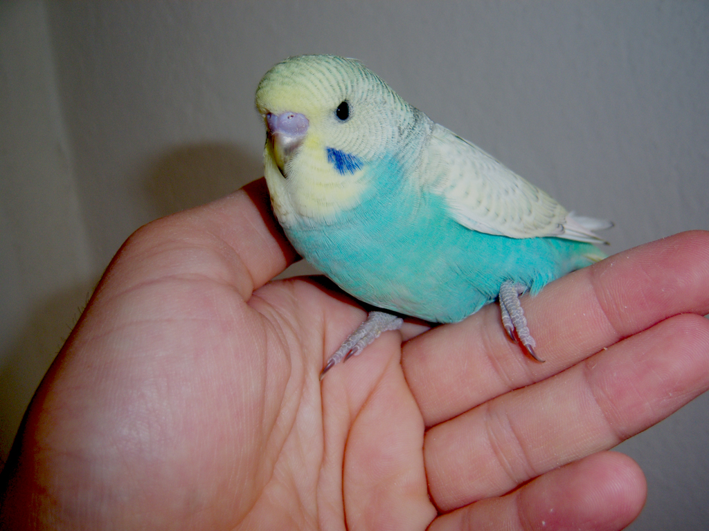 SHOW MUHABBET KUŞU: BAKICI KANA SAHİP ÇEK MUHABBET KUŞU YAVRULARI