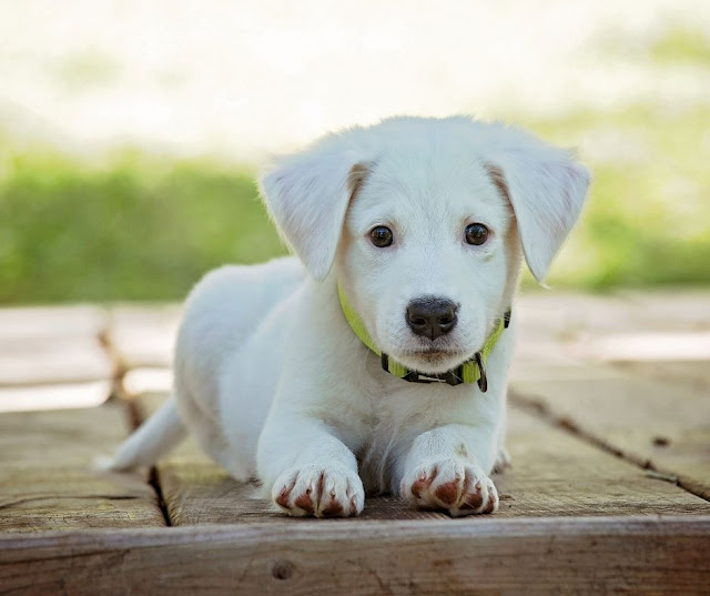 Tick repellent - How to remove a tick from a dog from your yard or house Tick repellent - How to remove a tick from a dog from your yard or house