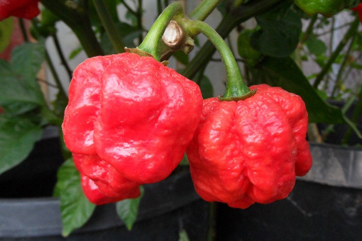 Trinidad+Moruga+Scorpion.jpg