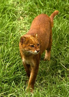 jaguarundi_-565995483.jpg