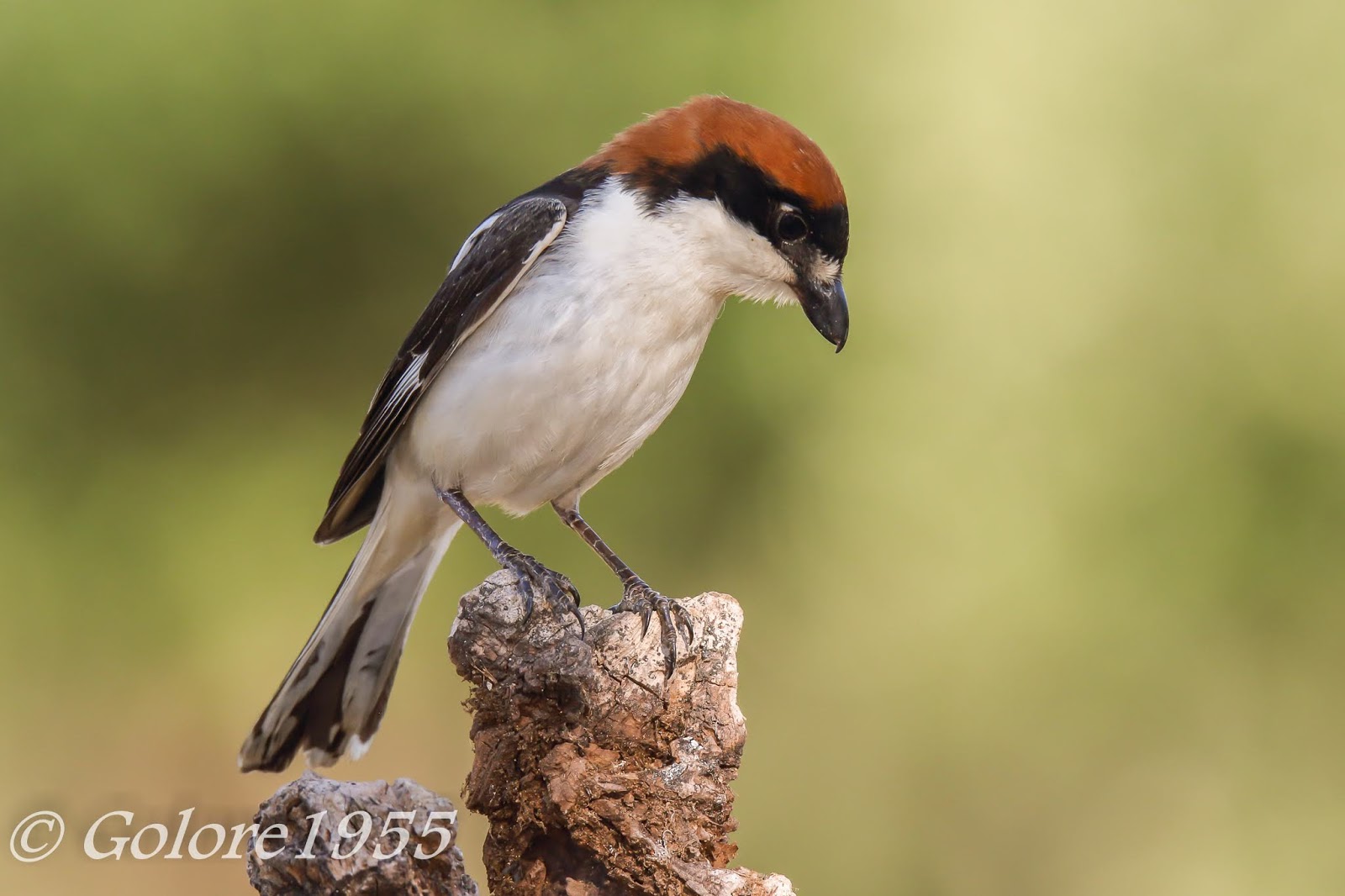 FOTOGRAFÍA DE FAUNA: AVES-VARIAS