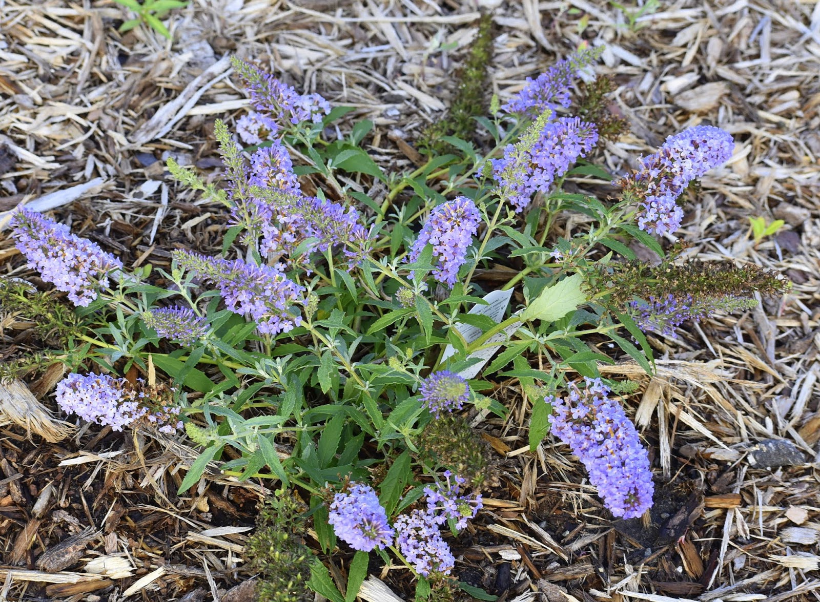 Harvest Moon by Hand The Top 12 Butterfly Garden Plants