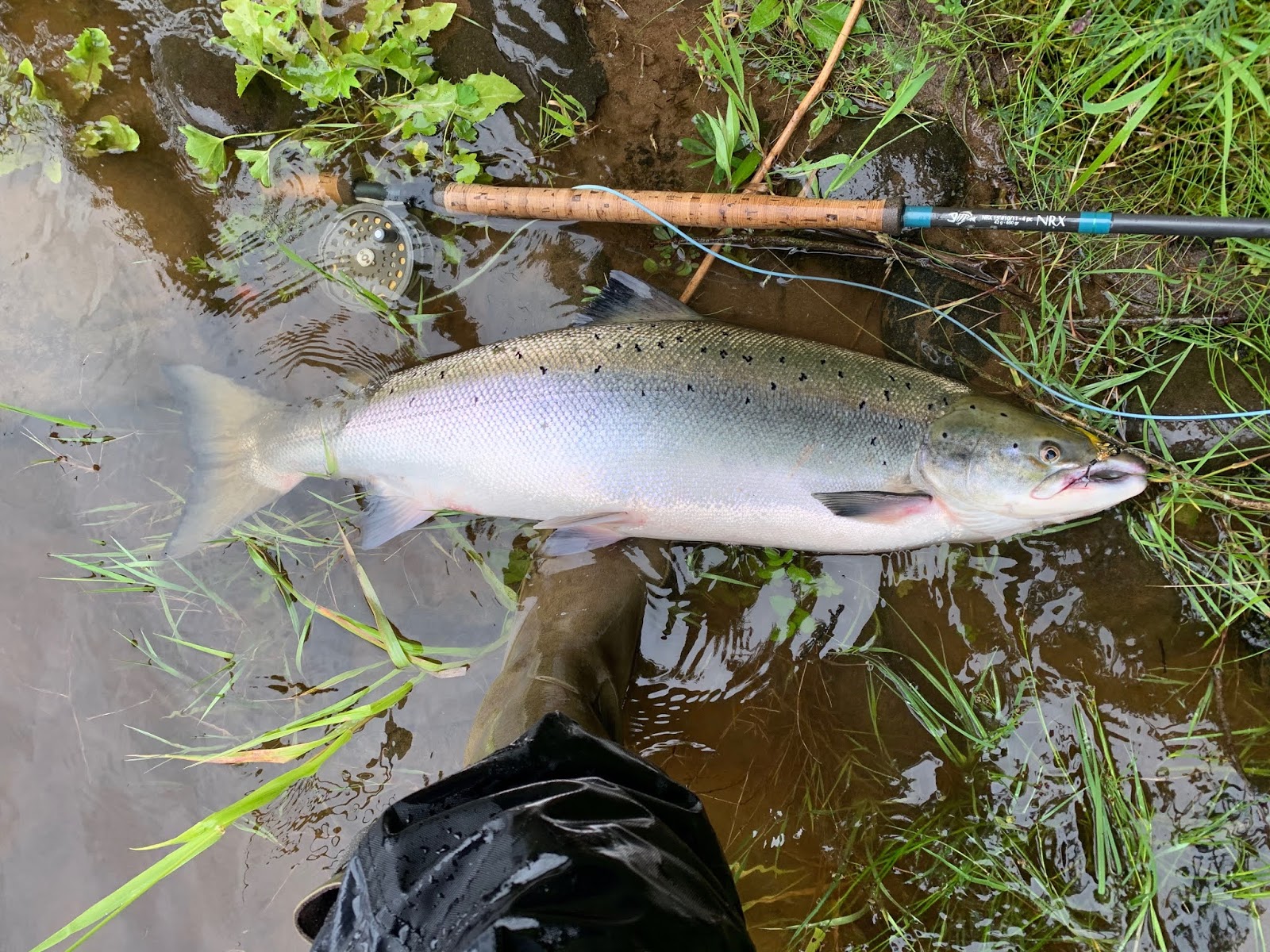Salmon Fishing Scotland. Salmon Fishing Scotland Summer Salmon Fly