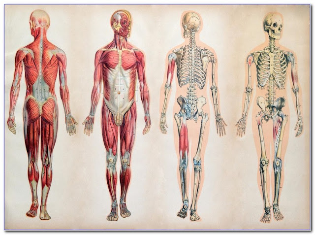 Human Anatomy And Physiology ONLINE COURSE Free