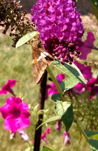 butterfly on butterfly bush