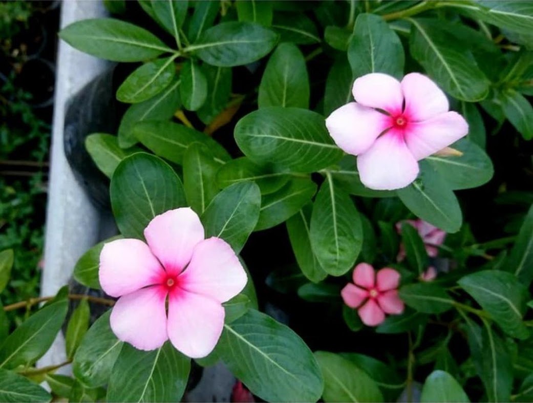 Bibit Bunga Vinca Murah Aceh