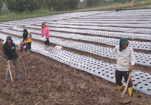 Guru Kecamatan Ampek Angkek kembangkan usaha pertanian