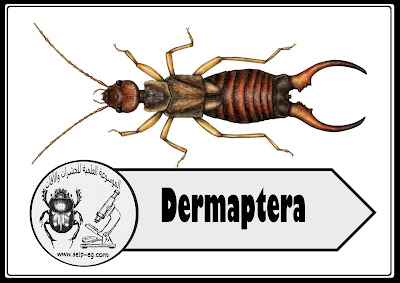 إبرة العجوز – أبو مقص Dermaptera - الصفات المورفولوجية لرتبة جلدية الأجنحة ودورة الحياة