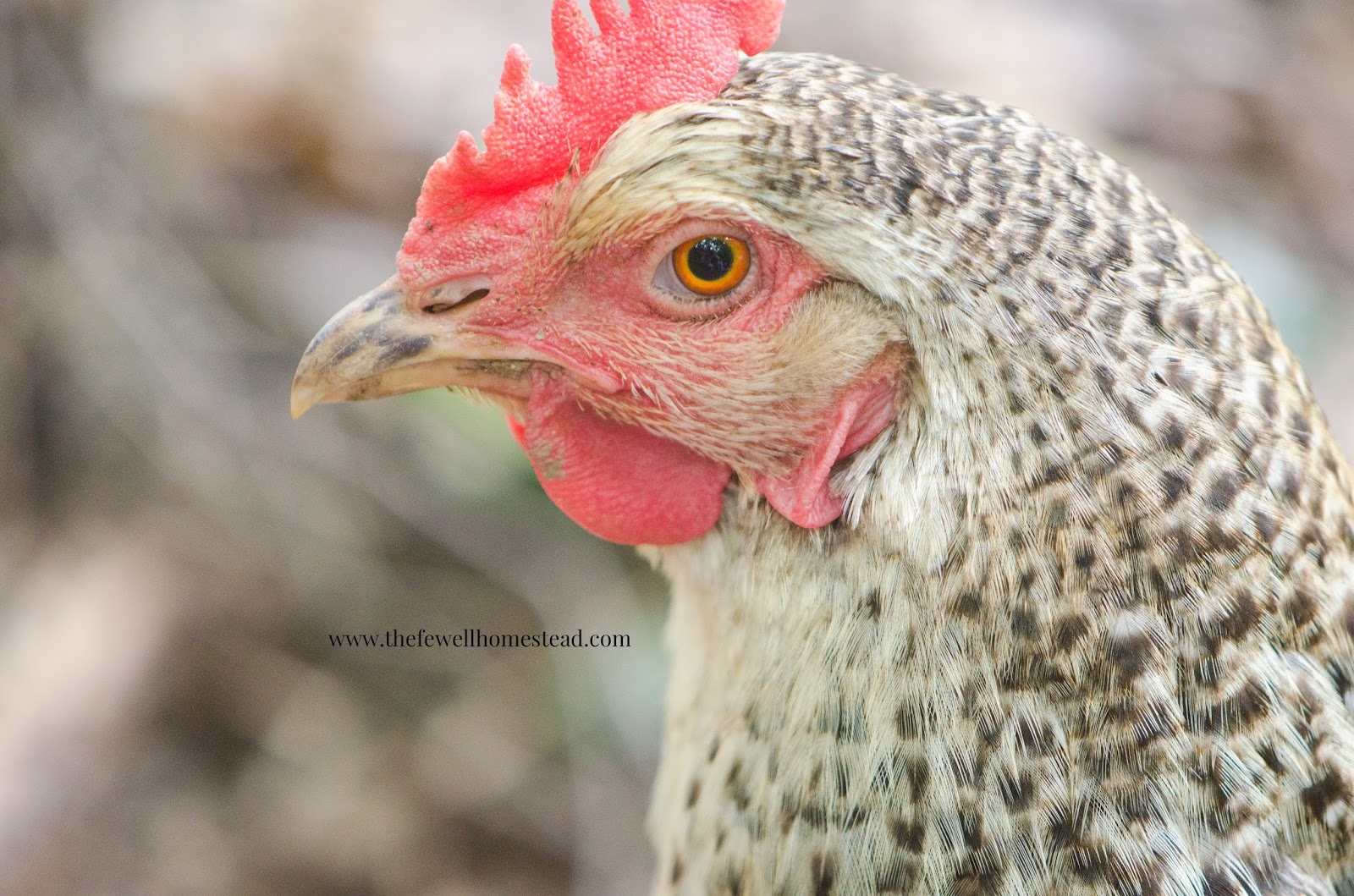 Side-profile of a Hen looking into the camera | Chickens Losing Feathers