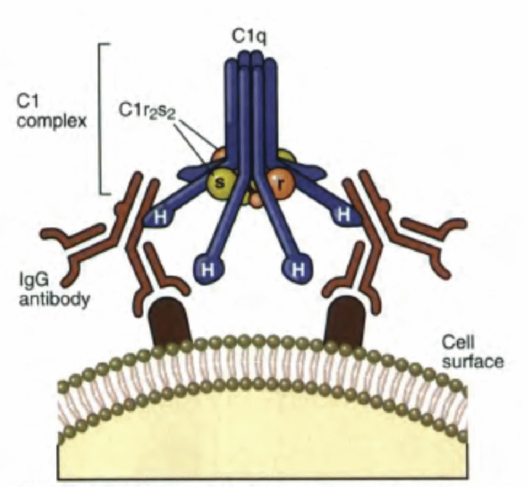 cLinpath How Is the Process of Complement Activation?
